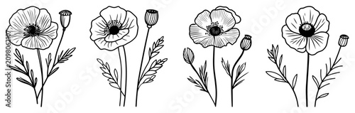 Foto Poppy flowers with stems and buds in delicate line art