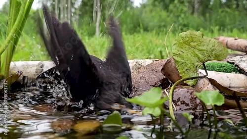 The common blackbird (Turdus merula) is bathing in a forest pond