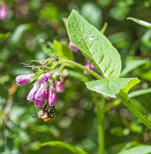 Common Carder Bumblebee, Bombus pascuorum on common comfrey, Symphytum officinale, UK.