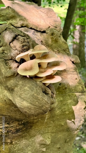 Wild Mushrooms Growing on Tree Trunk in Forest