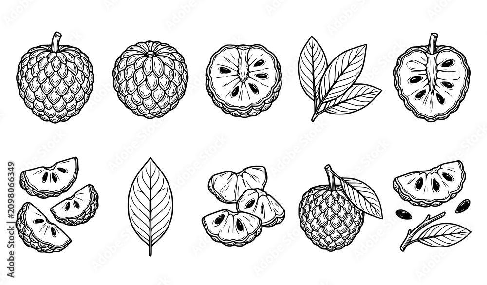 Fototapeta premium Custard Apple Line Art Vector Set, Sugar Apple Fruit, Leaves, Whole, Half and Slice Botanical Illustration Collection