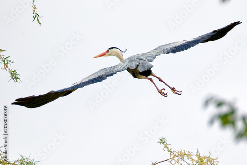 Canvastavla Grey heron bird in flight seen from below against bright sky