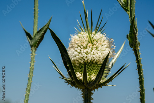 фотографія Close up of Dipsacus laciniatus flower head with white petals and spiky bracts a