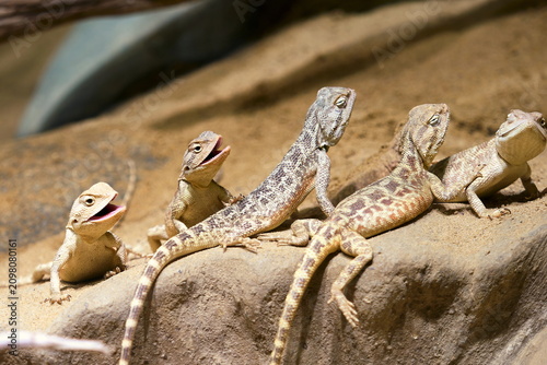 Obraz na płótnie Group of young agamid lizards (family Agamidae, possibly Laudakia genus) on a ro