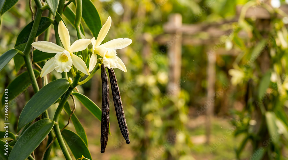 Obraz premium beautiful climbing vanilla orchids plant with flower and vanilla seeds pods, blur vanilla orchids plant farm background, 