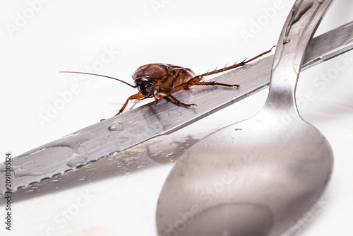 Cockroaches among the dirty dishes; a filthy, contaminated kitchen sink. Pest control needed. American cockroach or Brazilian cockroach.