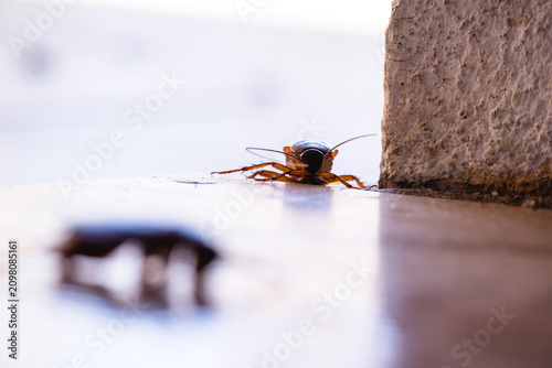 Cockroach on the ground entering a house; an insect invading a dirty home. American cockroach walking; need for pest control.