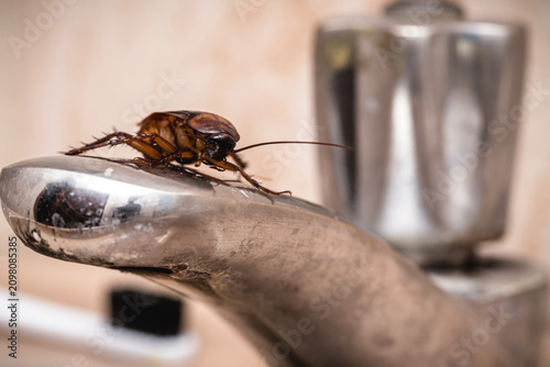 Cockroach on a dirty bathroom faucet; the area is infested and contaminated. Pest control and urgent extermination are needed.