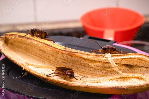cockroaches on a banana peel, filth on a kitchen sink, risk of infection, and the need for pest control.