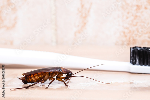 cockroach in the bathroom sink, need for pest control, contaminated area, danger of disease and health risk