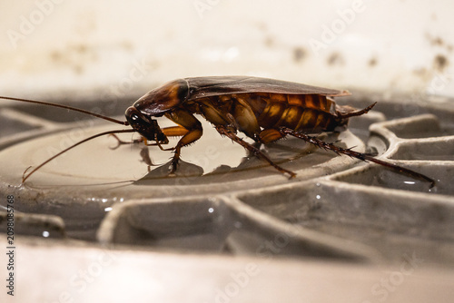 Cockroaches walking on a water filter or a dirty bathroom drain, American cockroach, Brazilian cockroach on the floor.