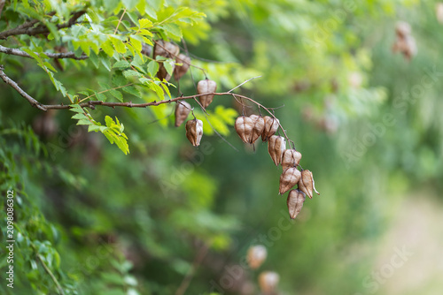 Koelreuteria paniculata, Close-up shot of dry brown seed pods of goldenrain tree hanging on a branch with green leaves in summer.