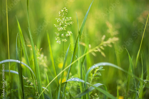 Radiant spring macro shot of dew-kissed grass blades in a sun-dappled natural setting.