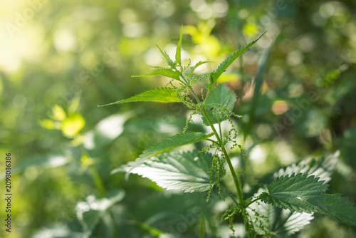 Картината върху платно Urtica dioica,  close-up of a blooming stinging nettle plant in a sunny summer g