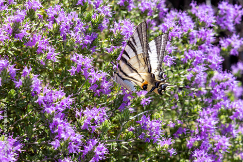 Scarce swallowtail butterfly resting on blooming purple flowers