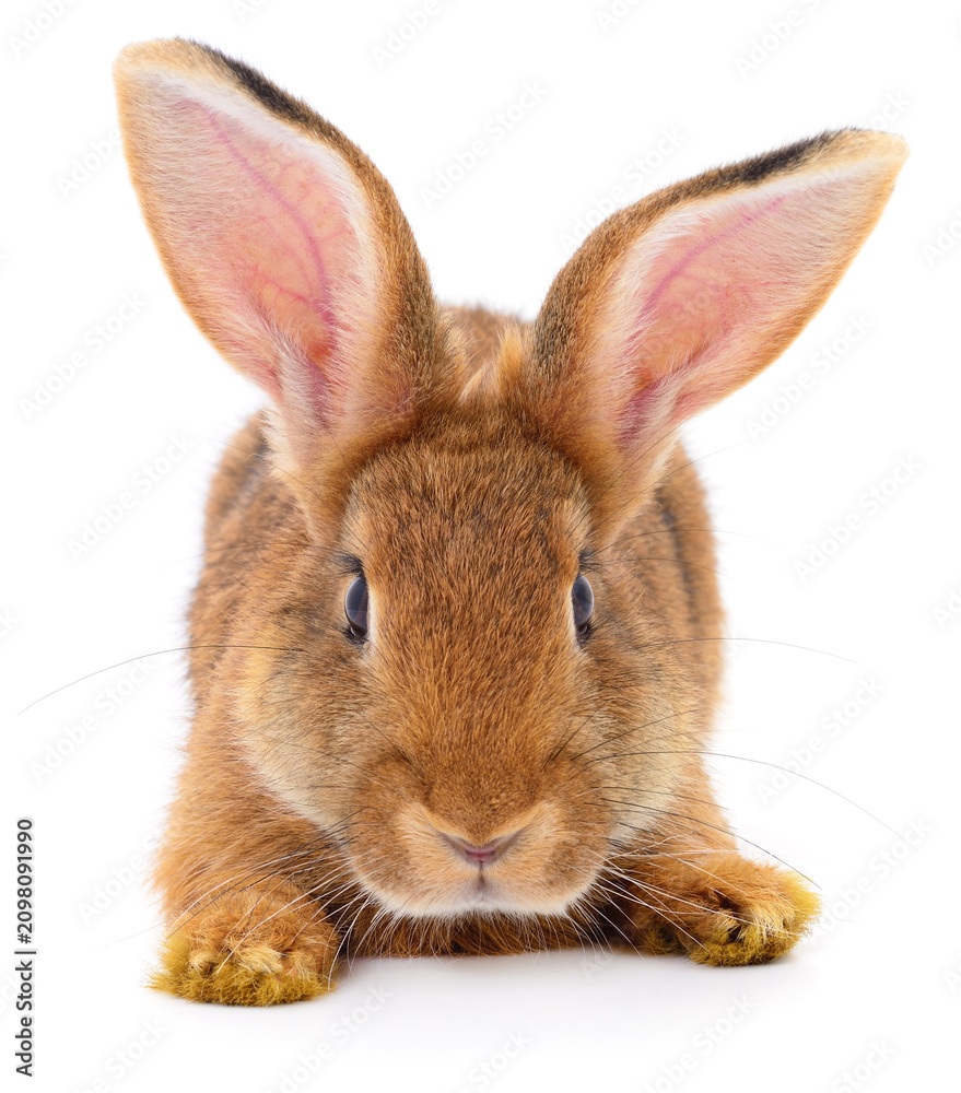 Fototapeta premium Cute brown rabbit isolated on white background