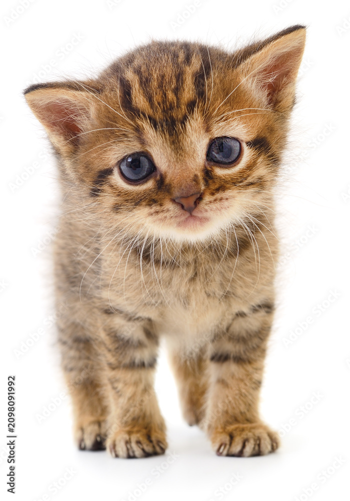Fototapeta premium Cute little tabby kitten isolated on white background