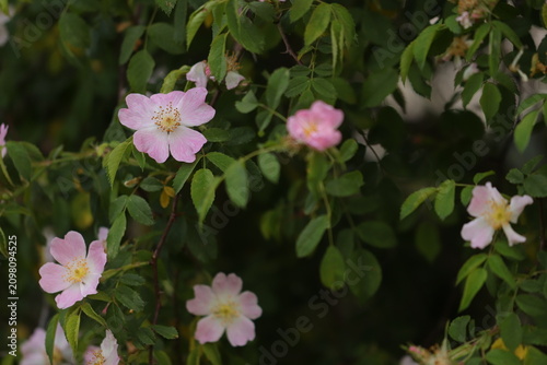 fiori di rosa canina in primavera nel bosco