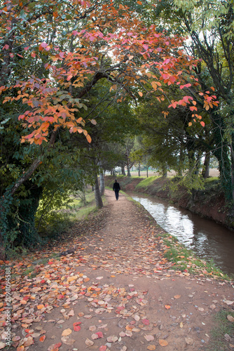 Foto Solitary person walking autumn path beside tranquil canal