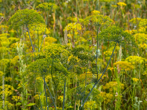 Green dill background