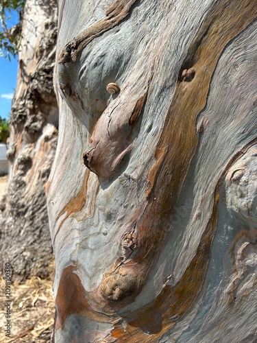 Texture naturelle d’un tronc d’Eucalyptus montrant les détails uniques de son écorce vivante