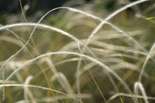 Tableau sur toile Close-up of Stipa lessingiana grass swaying gently in the breeze