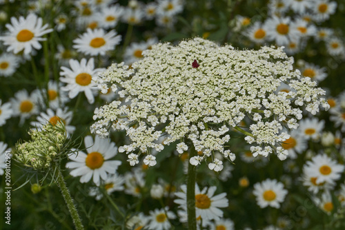 Fotografía Close-up of a wild carrot (Daucus carota) flower head with its characteristic dark central floret