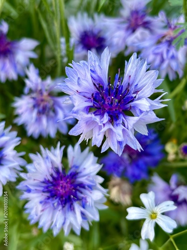 Detailed macro shot of blooming blue cornflowers (Centaurea cyanus) in nature. Colorful floral background showcasing intricate petals, natural textures, and bright summer colors. Perfect for wellness,