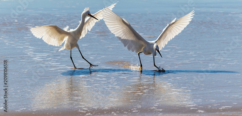 Photograph of herons in Barra de Tramandaí in Rio Grande do Sul, Brazil.