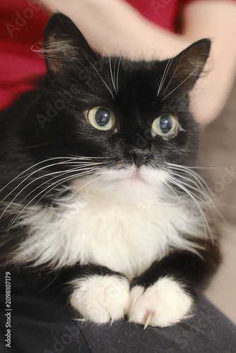 Foto Furry black and white cat with bright green eyes sits calmly indoors