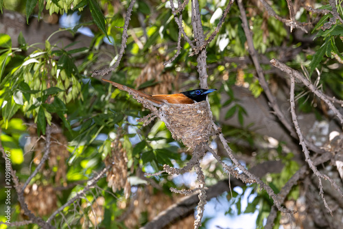 Male Asian Paradise Flycatcher (Terpsiphone paradisi) sitting on the nest