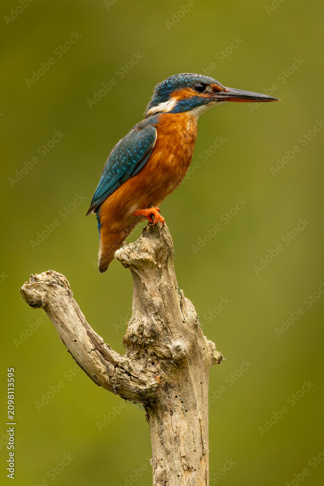 Obraz premium Kingfisher bird perched on a branch in the United Kingdom with a beautifully blurred natural background, colourful female bird in a peaceful freshwater wetland habitat.
