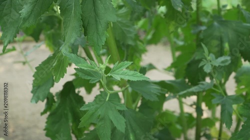 Lush green leaves of an Armenian marshmallow plant stand out in a sunny botanical bed. Great for educational videos about medicinal flora and traditional herbal remedy guides. 