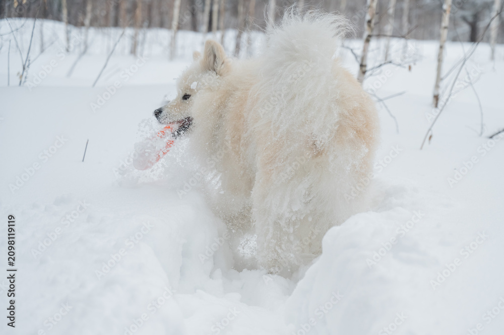 Fototapeta premium A Samoyed dog plays with a puller on a winter walk.