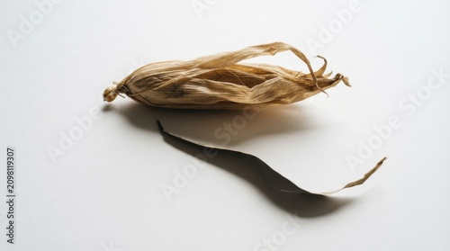 Dried corn husk on a white background with dramatic shadow for minimalist food still life background and product banner