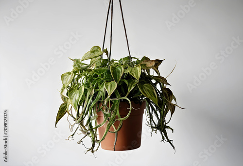 Hanging houseplant with gre...