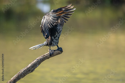 A reed cormorant (Microcarbo africanus) perched on a branch in a pond.