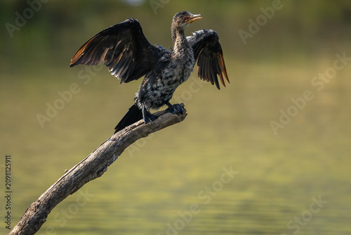 A reed cormorant (Microcarbo africanus) perched on a branch in a pond.