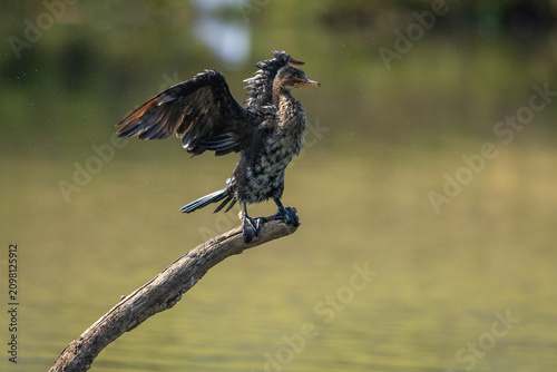 A reed cormorant (Microcarbo africanus) perched on a branch in a pond.