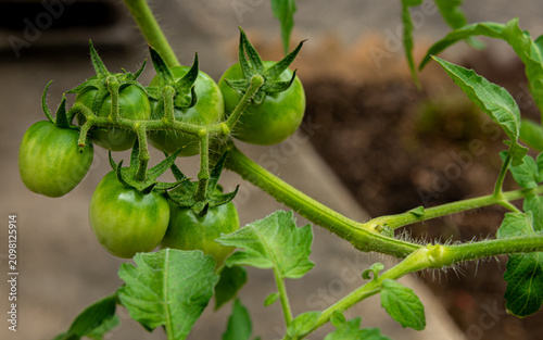 Several unripe green cherry tomatoes hang on a vine, surrounded by lush green leaves. The setting appears to be a garden or farm with earthy tones around.