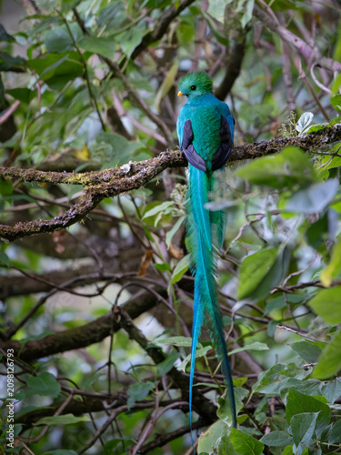 Cuadro en lienzo Male resplendent quetzal with long tail on a mossy branch, Costa Rica