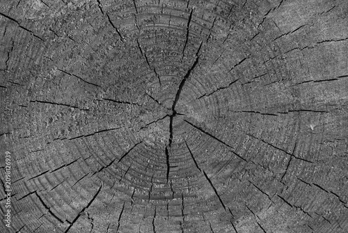 Tableau sur toile Sección transversal de un tronco de madera con grietas naturales en blanco y neg