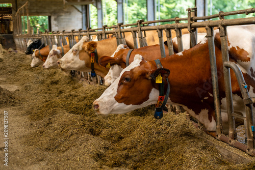 dairy cow in stall, rustic agricultural farm, cows ear tags eating hay in barn stall, Herd cattle feeding, animal nutrition, indoor farm life, animal husbandry, technology traceability, feeding time