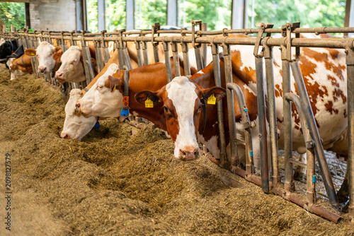 Foto dairy cow in stall, rustic agricultural farm, cows ear tags eating hay in barn s