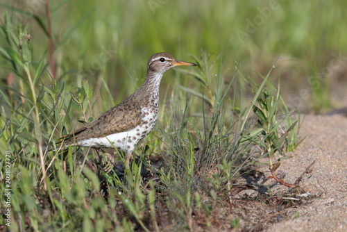 Fotografía Spotted sandpiper in breeding plumage walking in dewy grass, USA