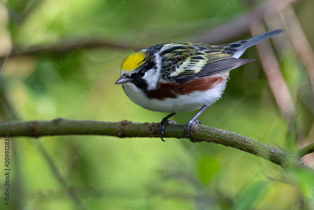 Fototapeta premium Male chestnut-sided warbler perched on branch in spring, USA