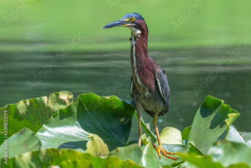 Green heron perched on lily pads on a pond.