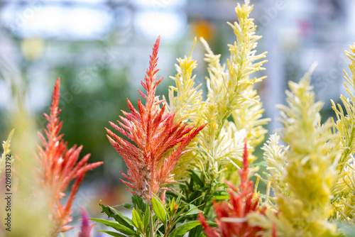 Φωτογραφία Close-up of blooming Celosia plumosa flowers with red and yellow feathery flower spikes, selective focus and soft bokeh background in a garden setting
