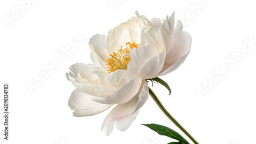 Fotografía Beautiful fresh white lotus flower blossom botanical element isolated on a trans