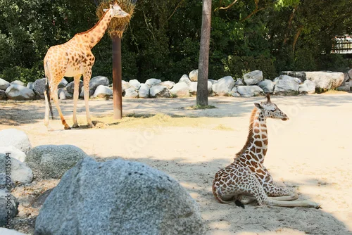Fototapeta na wymiar Girafes - Giraffa